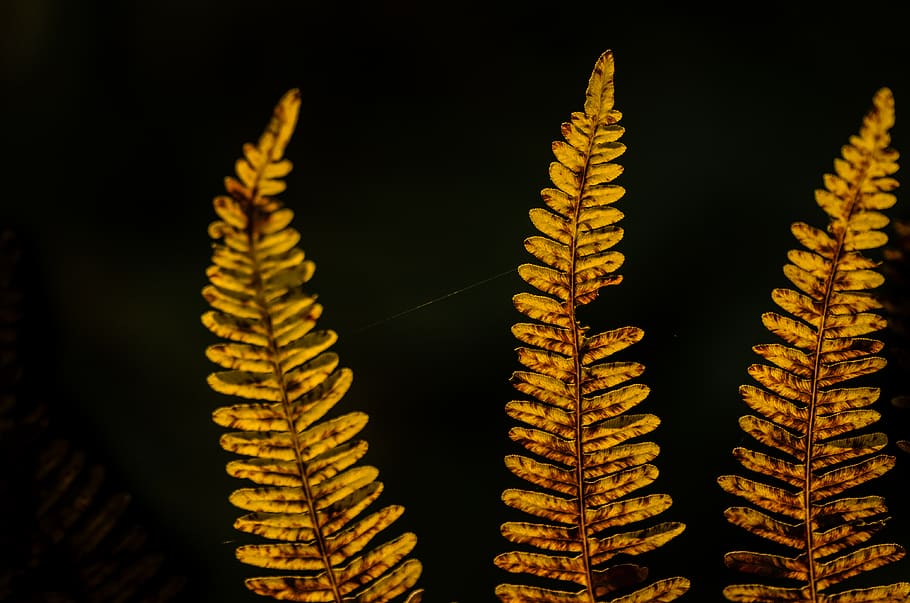 fern, autumn, fall, yellow, black, brown, orange, against the light HD wallpaper