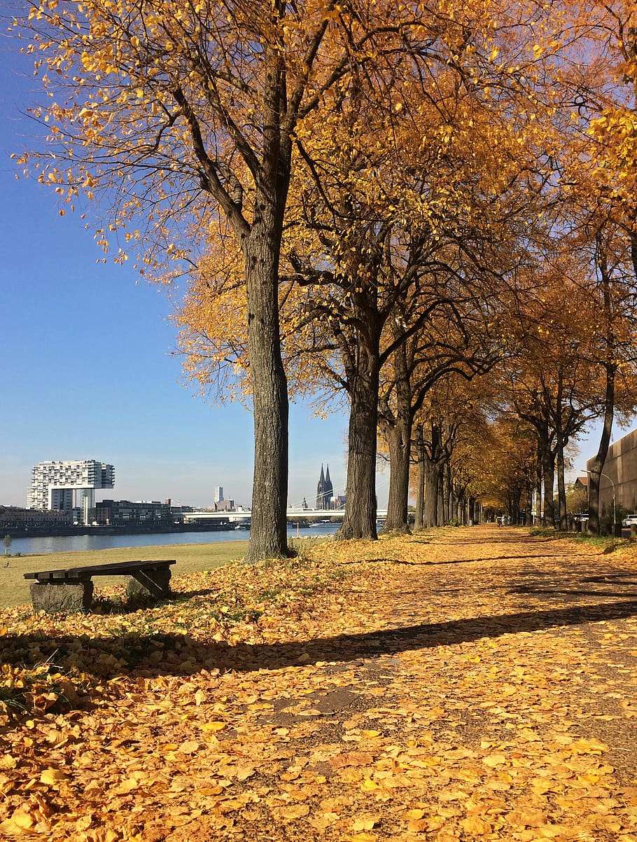 cologne, germany, leafs, colour, colourful, autumn, colognecathedral HD wallpaper