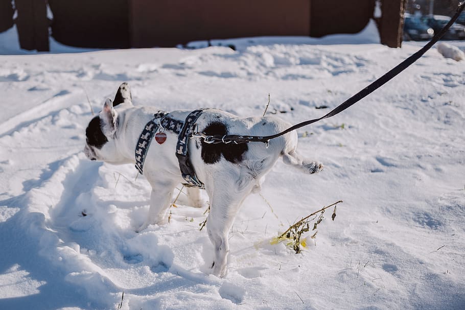 Adult Short-coated White and Black Dog With Black Harness on Top of Snow HD wallpaper