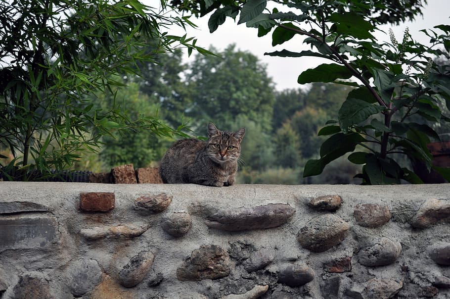 cat, wall, nature, animals, outdoors, kitten, pet, feline, mammal HD wallpaper