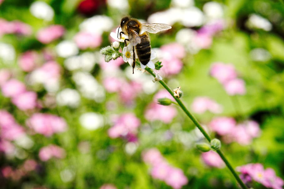 animal, plant, beauty in nature, animal themes, fragility, animal wildlife HD wallpaper