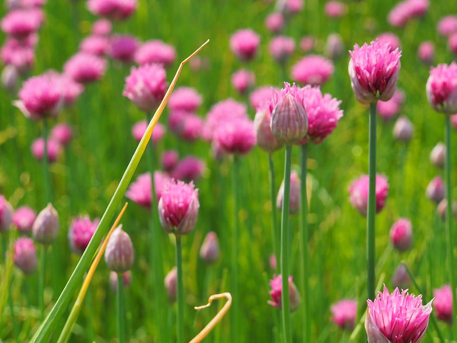 flower, ramsons, herbs, edible, salad, power supply, bio, healthy HD wallpaper