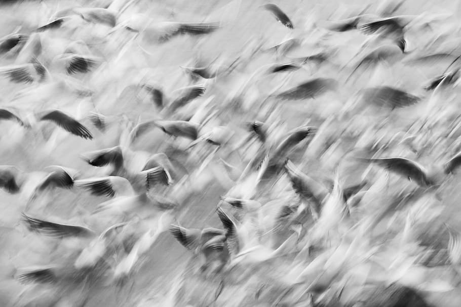 wing, bird, flying, seagull, animal, flock, wildlife, black and white HD wallpaper