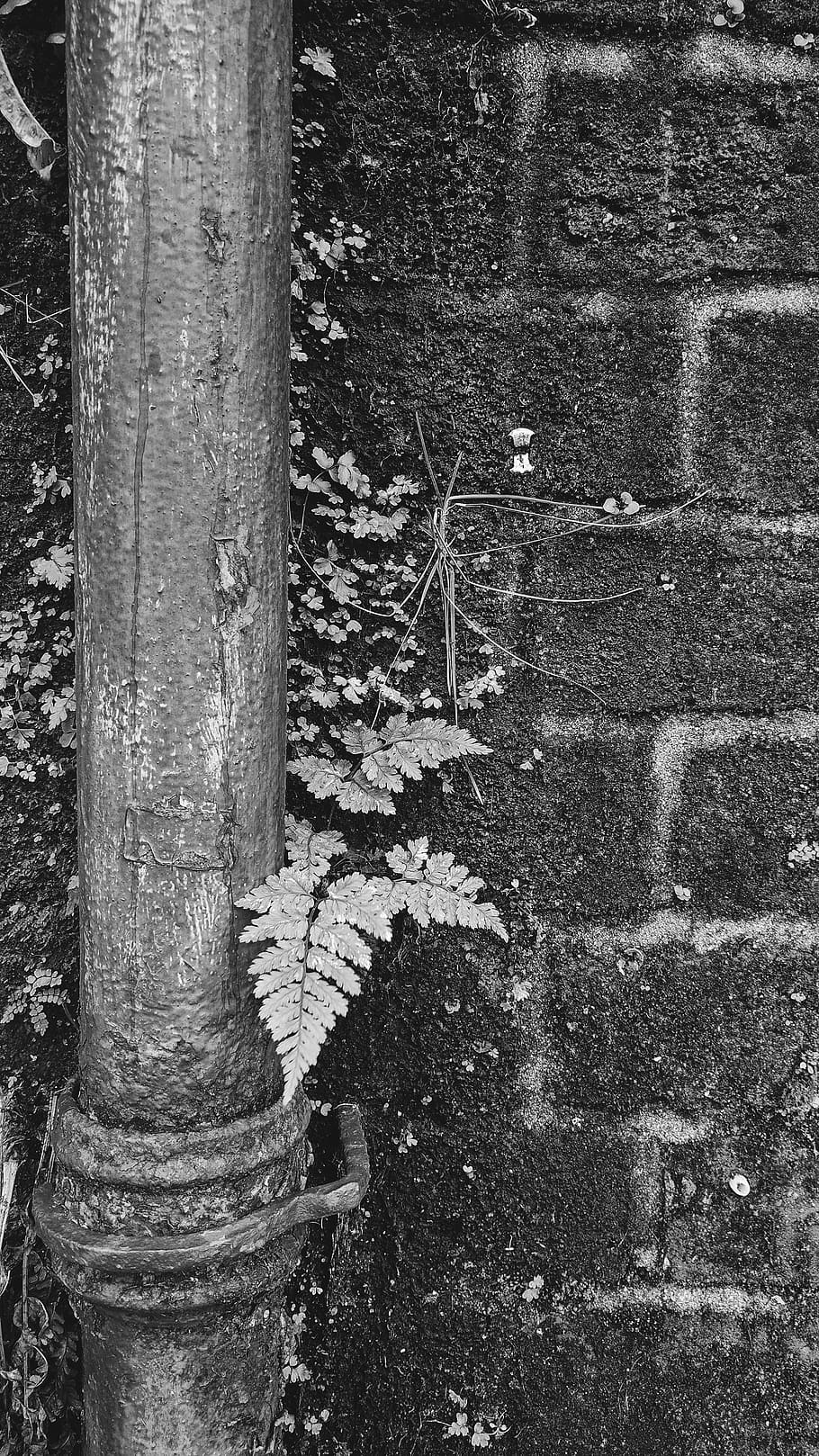 no people, day, plant, trunk, tree trunk, built structure, architecture HD wallpaper