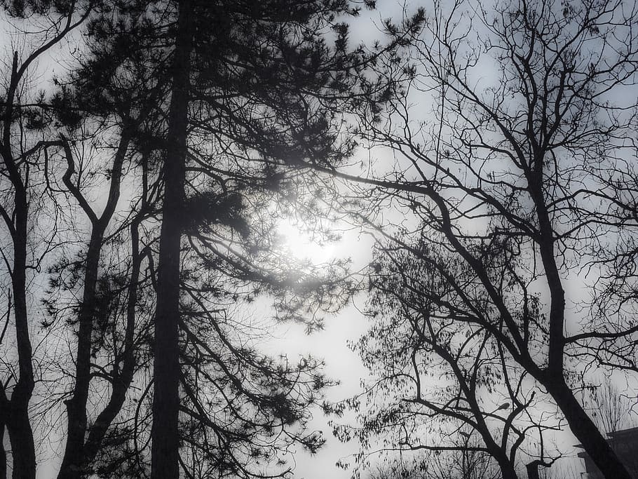 italy, fabriano, black, white, trees, plant, sky, low angle view HD wallpaper