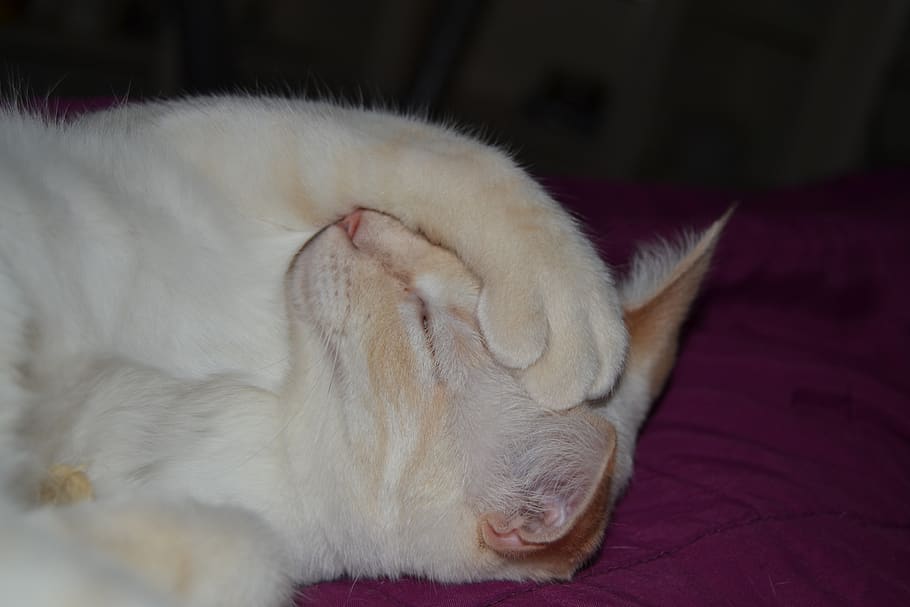 cats, sleeping, animals, cute, pet, feline, adorable, kitty HD wallpaper