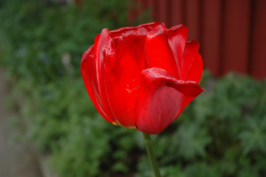 red, flower, macro, nature, petal, tulipan, garden, flora, bloom, HD wallpaper