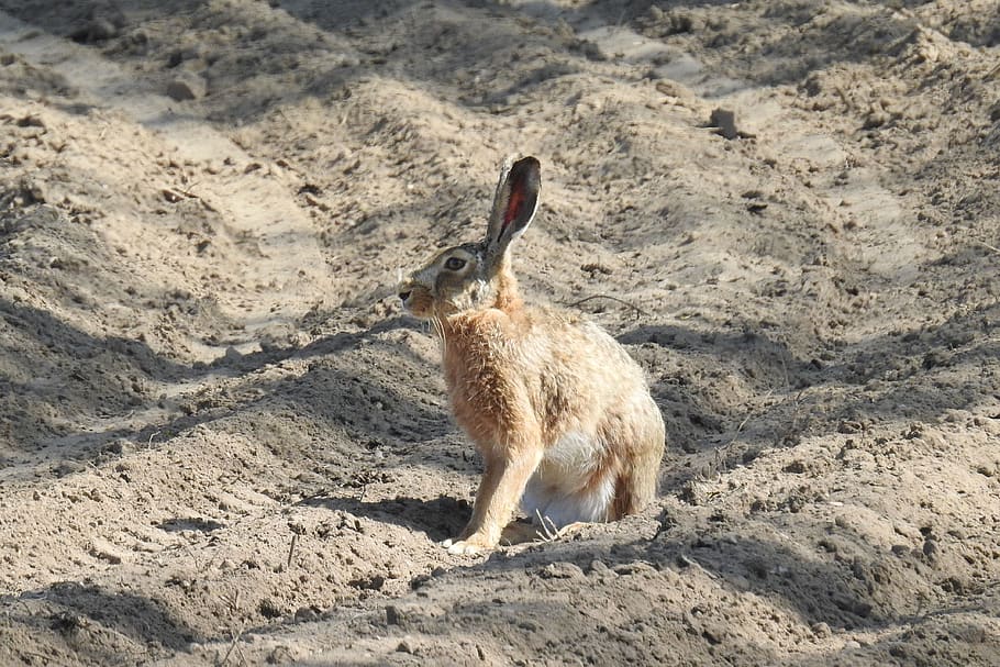 hare, field, arable, nature, sand, one animal, land, animals in the wild HD wallpaper