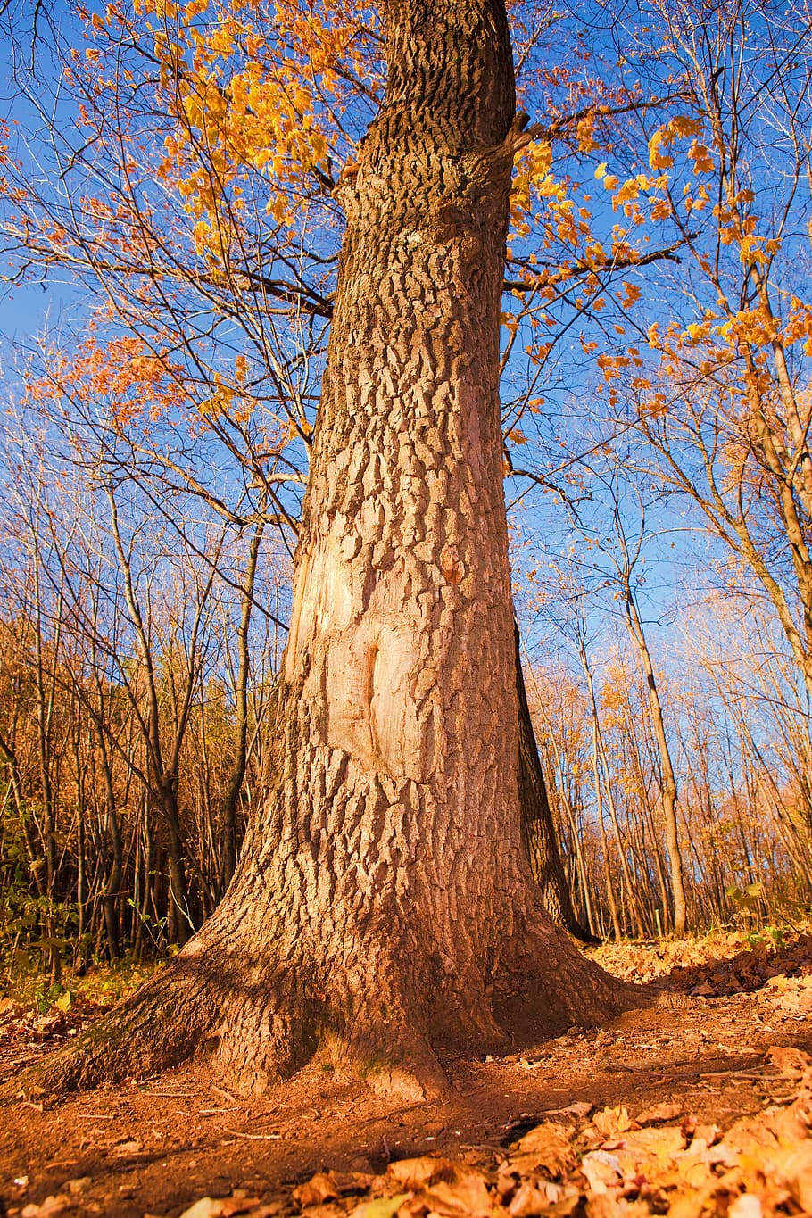 autumn, forest, scene, leaf, leaves, yellow, tree, park, wood HD wallpaper