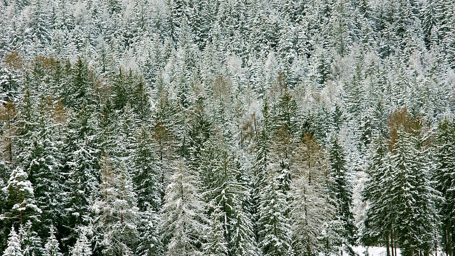 snow covered trees at daytime, plant, fir, abies, conifer, nature HD wallpaper