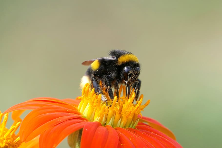 hummel, insect, pollen, macro, nature, plant, close up, animal world HD wallpaper