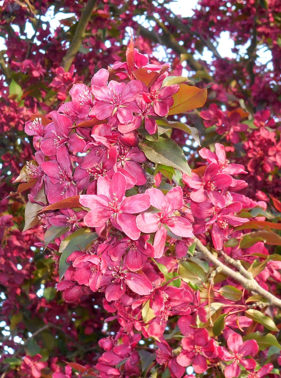 spring, flower, apple tree, malus, purple, garden, flowering plant HD wallpaper