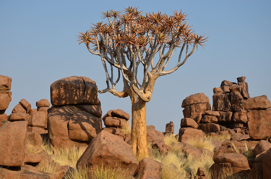 africa, forest, nature, tree, sky, plant, clear sky, solid HD wallpaper