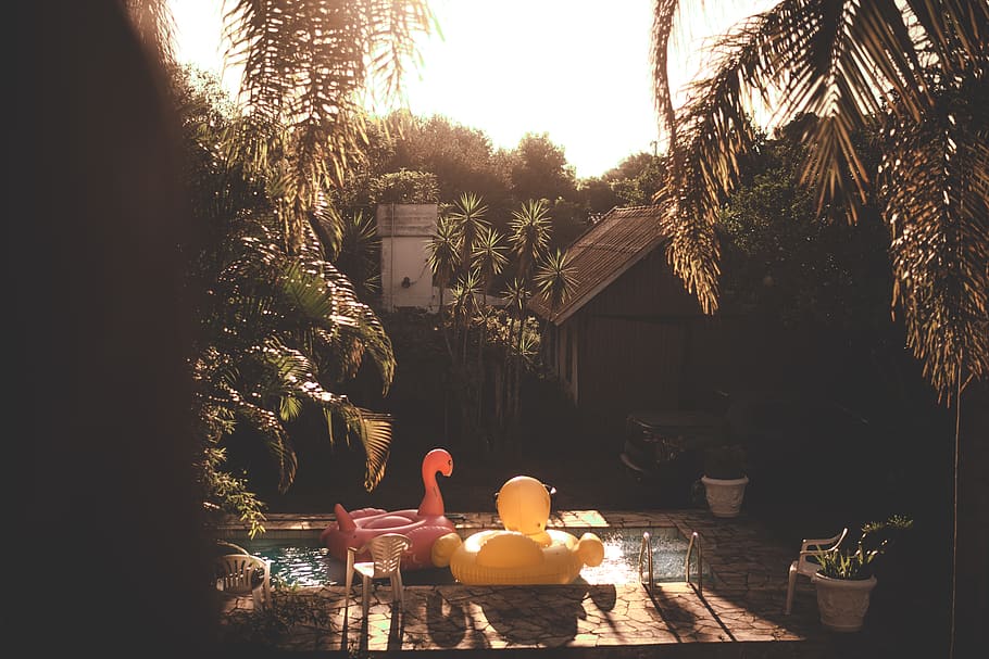 pink inflatable flamingo pool ring, tree, plant, architecture HD wallpaper