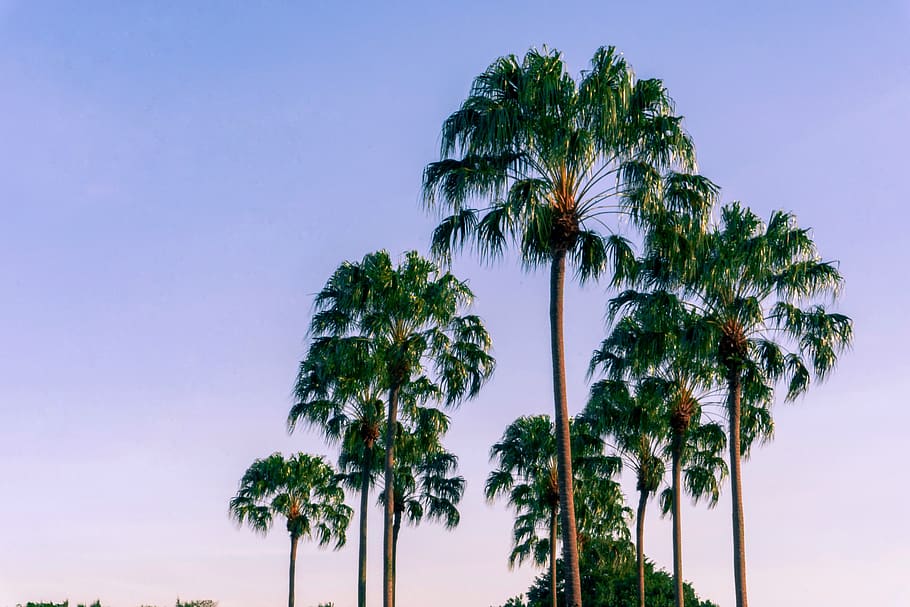 palm tree, singapore, xrdes, purple, lighroom, sunset, sky HD wallpaper