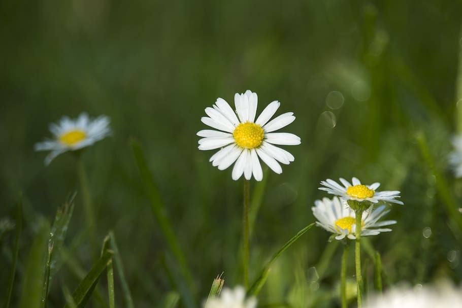 daisies, field, meadow, green, summer, spring, meadows, flowers HD wallpaper