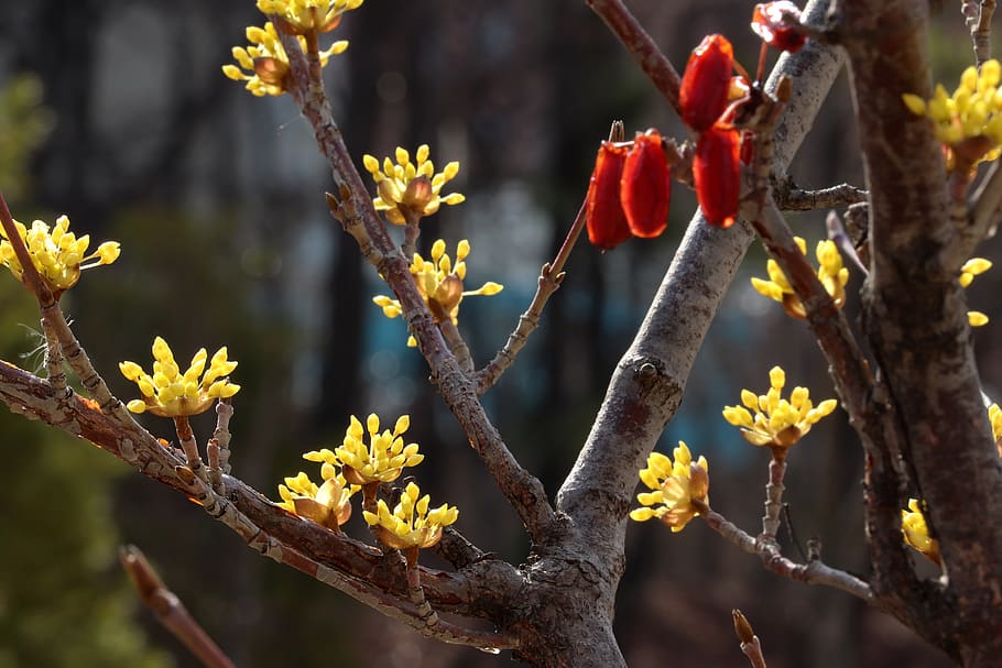 spring, spring flowers, nature, plants, wood, beautiful, garden HD wallpaper