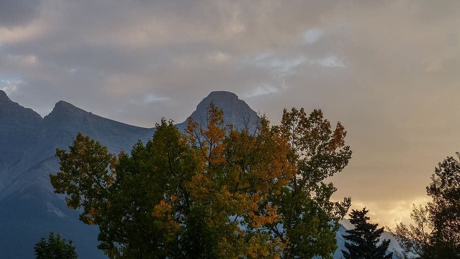 canmore, canada, tree, branches, leaf, leaves, nature, outdoor HD wallpaper