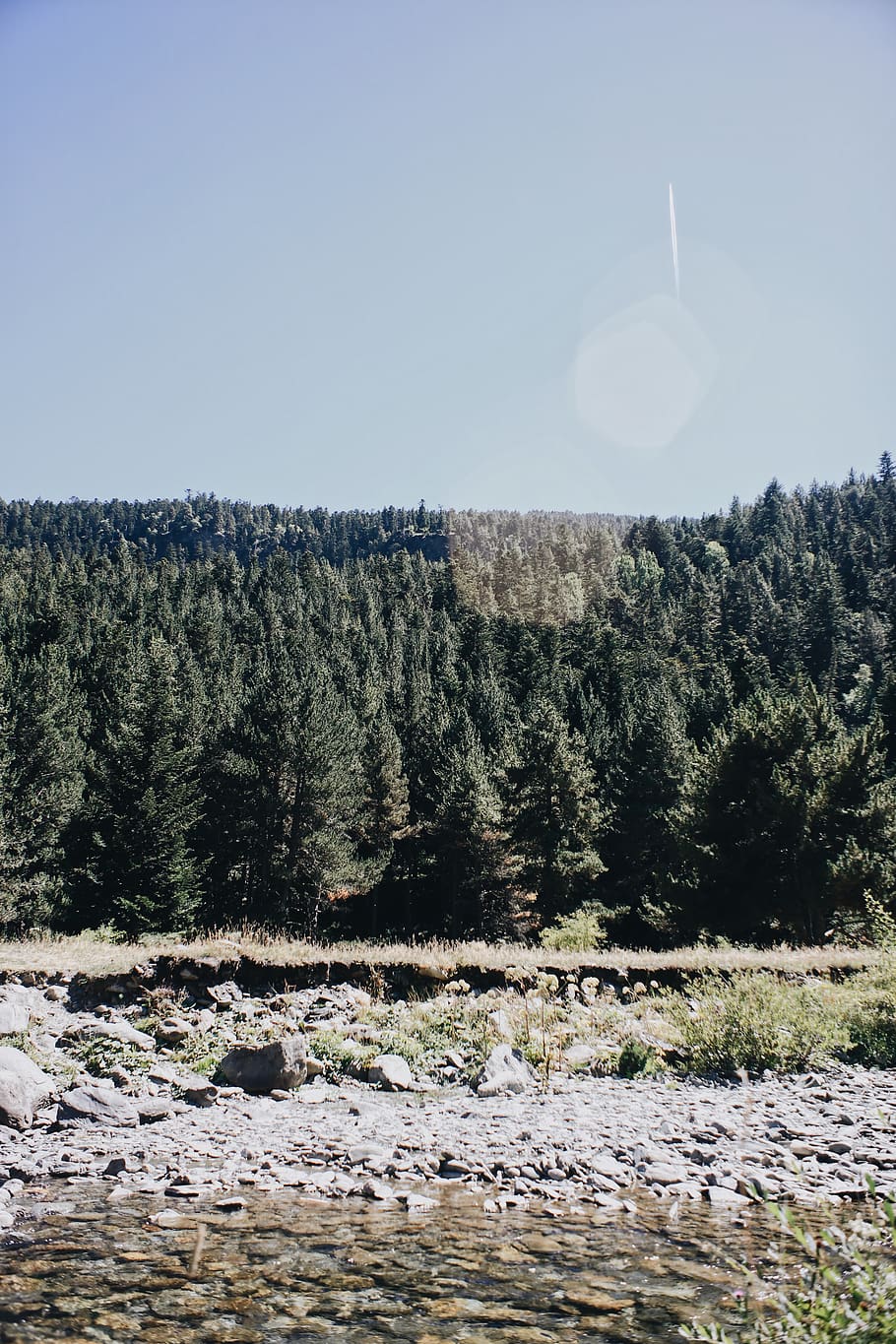tree, trees, forest, contrast, laugh, lake, sky, plant, tranquil scene HD wallpaper
