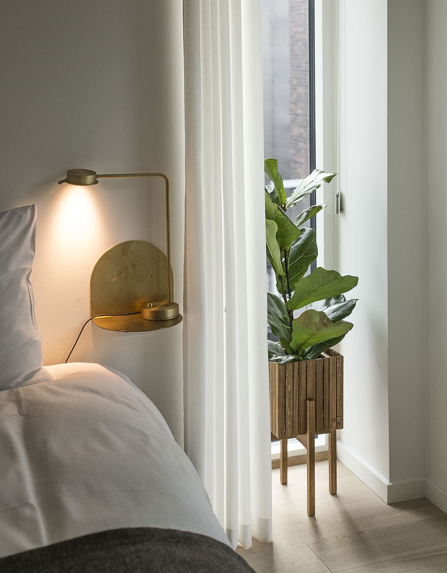 plant beside bed, indoors, lighting equipment, home interior HD wallpaper