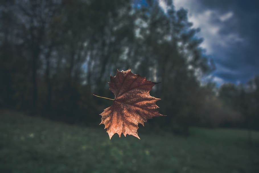 Brown Dried Leaf, background, blurred background, clouds, colors HD wallpaper