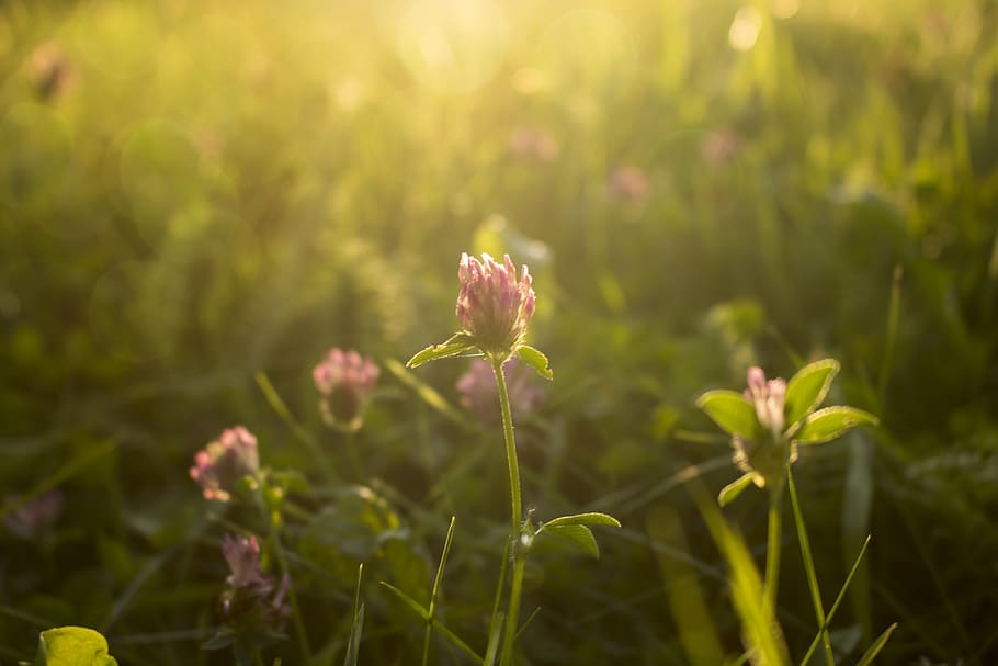 flower, sunset, grass, clover, landscape, twilight, growth HD wallpaper