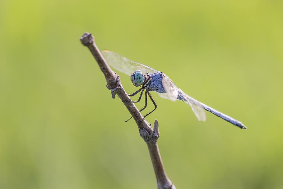 dragon fly, insect, animal themes, animal wildlife, animals in the wild HD wallpaper