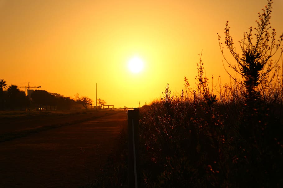 sunrise, trees, wallpaper, path, road, countryside, orange HD wallpaper