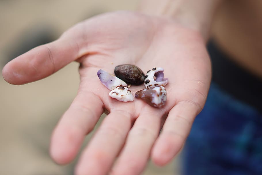 united states, o‘ahu, ocean, shells, hawaii, vacation, beach HD wallpaper