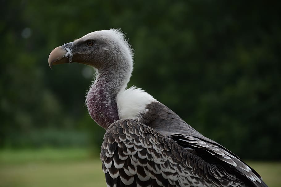 bird, feather, animal, nature, wing, flying, beautiful, poultry HD wallpaper