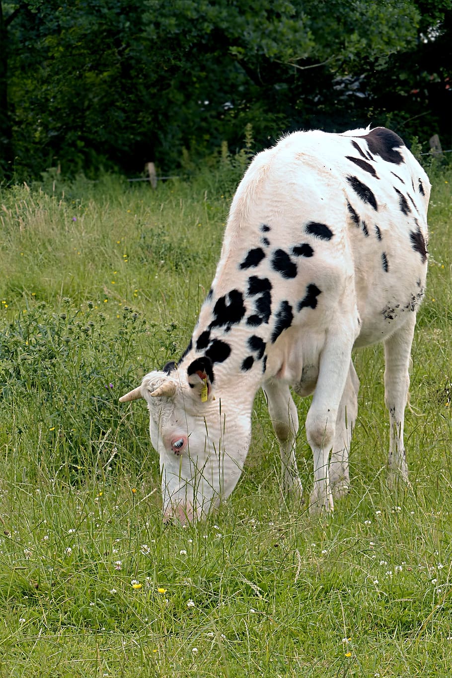 animal, beef, calf, vitula, young, livestock, black-and-white spotted HD wallpaper