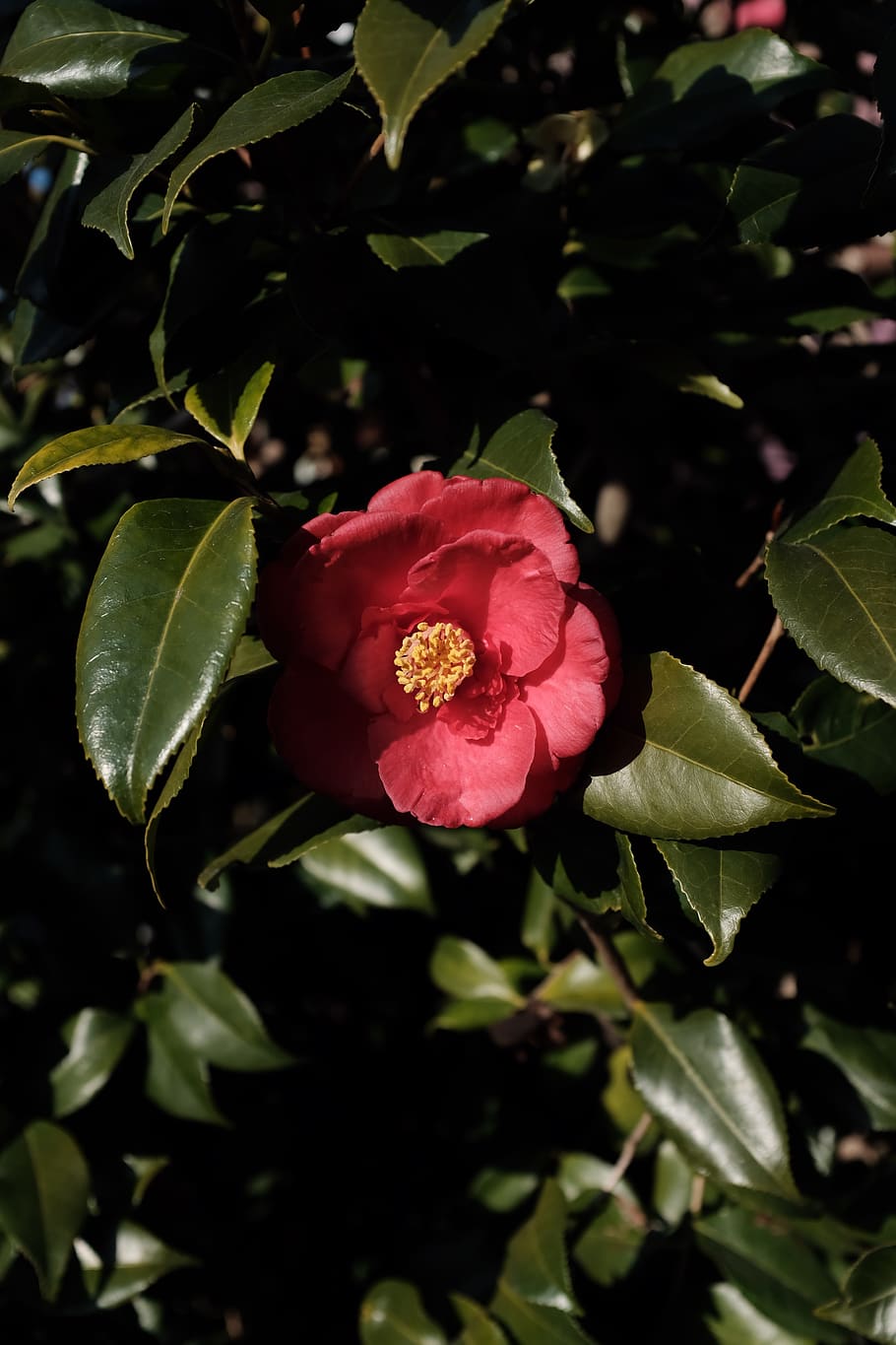 red Japanese camellia flower, beauty in nature, plant, flowering plant