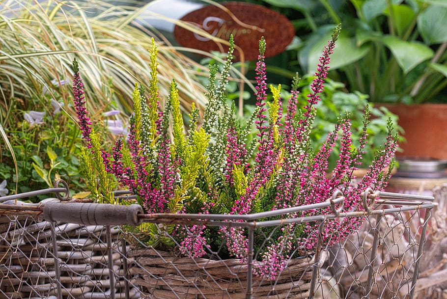 heide, heather, erika, close up, pink, autumn, flowers, bloom HD wallpaper