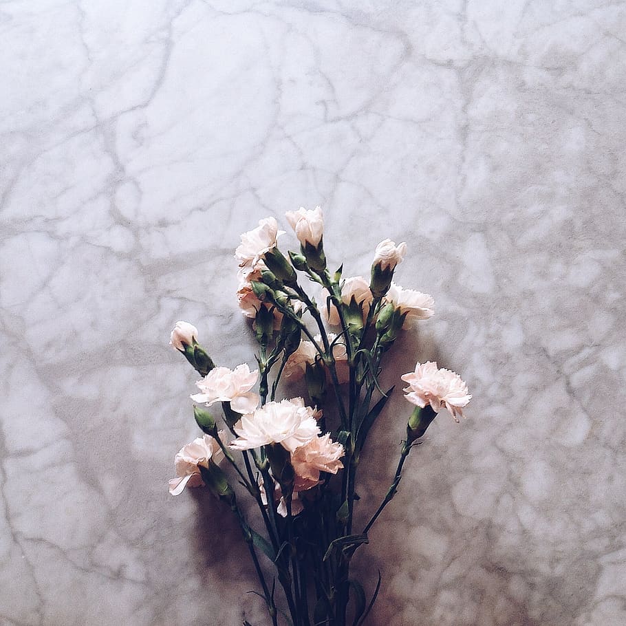 prague, czech republic, table, marble, flower, plant, carnation HD wallpaper
