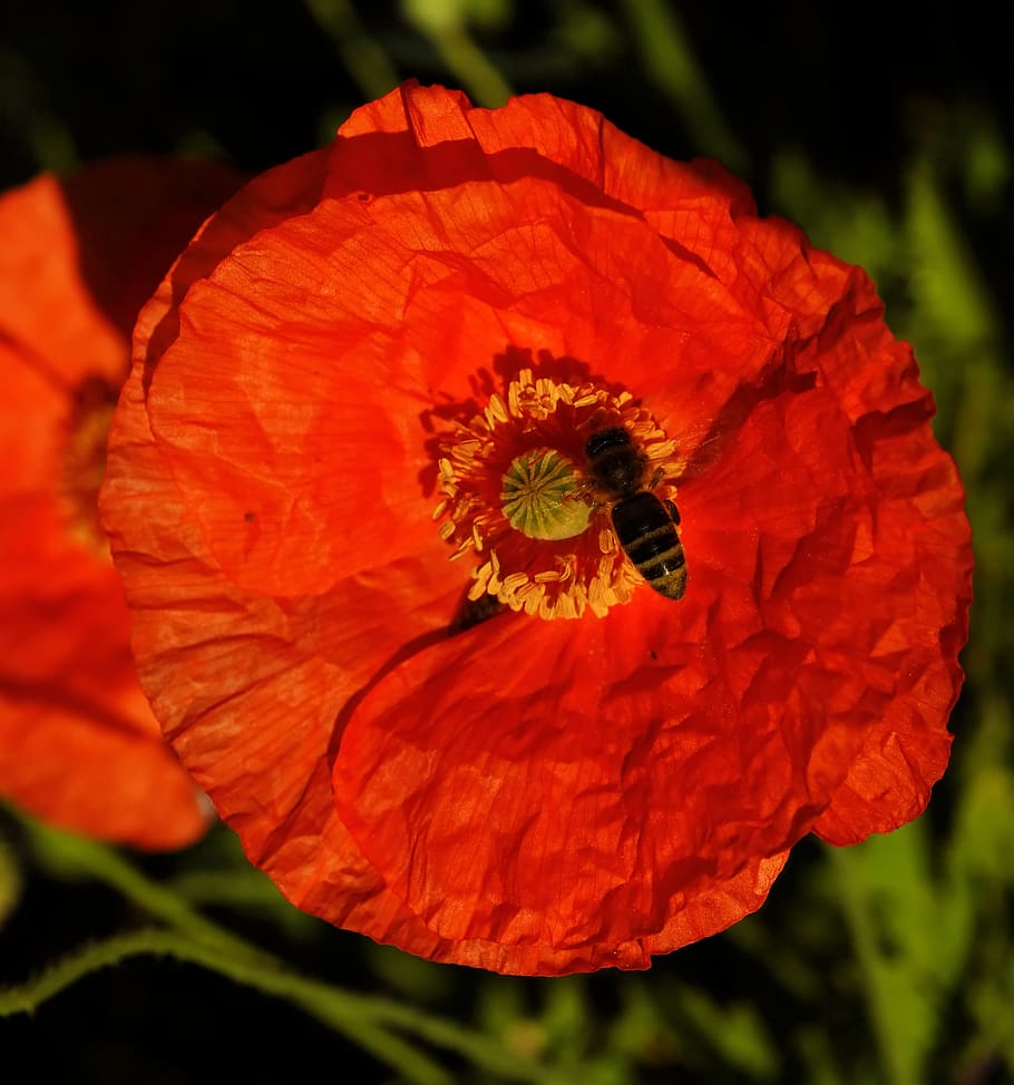 garden, poppy, summer, red, flower, blossom, bloom, plant, mohngewaechs HD wallpaper