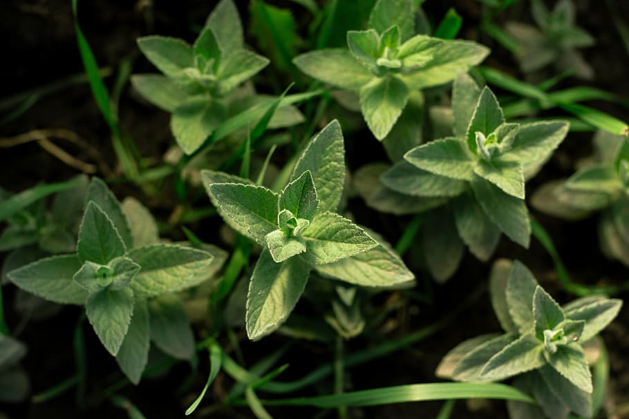 mint, leaf, plant part, green color, growth, nature, close-up HD wallpaper