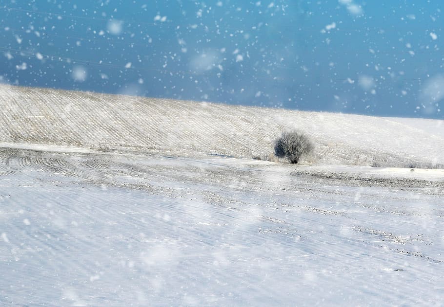 tree, field, snow, landscape, winter, snowflakes, white, cold temperature HD wallpaper