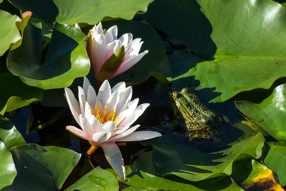 water lilies, frog, hidden, protected, pond, lily pad, aquatic plant, HD wallpaper