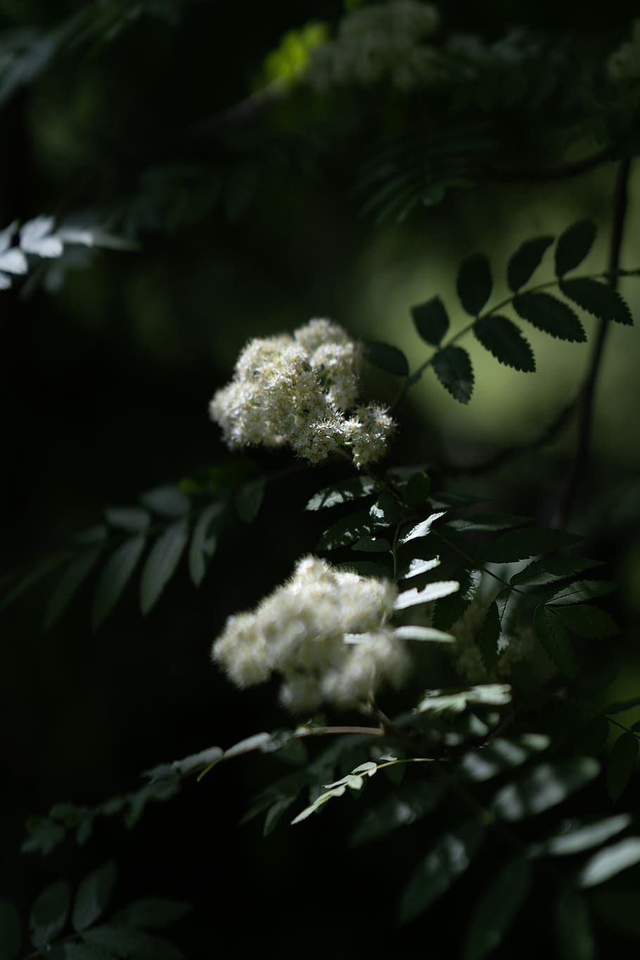 blossom, spring, forrerst, nature, green, white, leaves, tree HD wallpaper