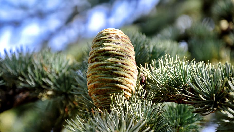 nature, flower, summer, plant, coniferous tree, pine tree, pinaceae HD wallpaper