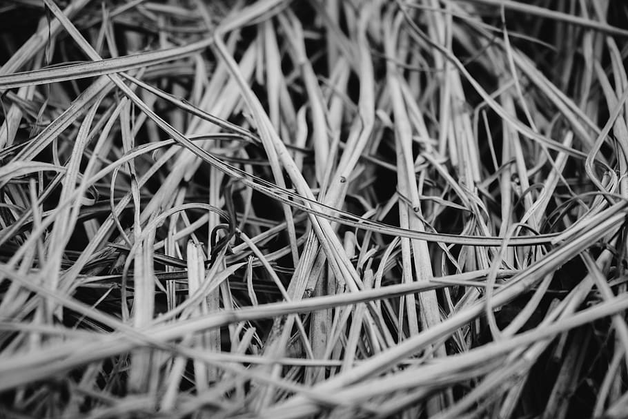 Gray Scale Photography of Grasses, art, color, texture, selective focus HD wallpaper