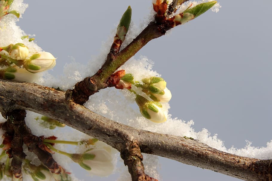 tree, plum, fresh, flower, nature, fragrance, garden, blooming HD wallpaper