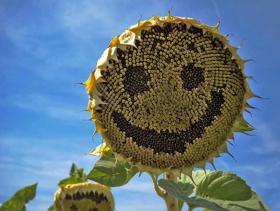 sunflower, laugh, face, summer, yellow, sunshine, smile, blossom, HD wallpaper