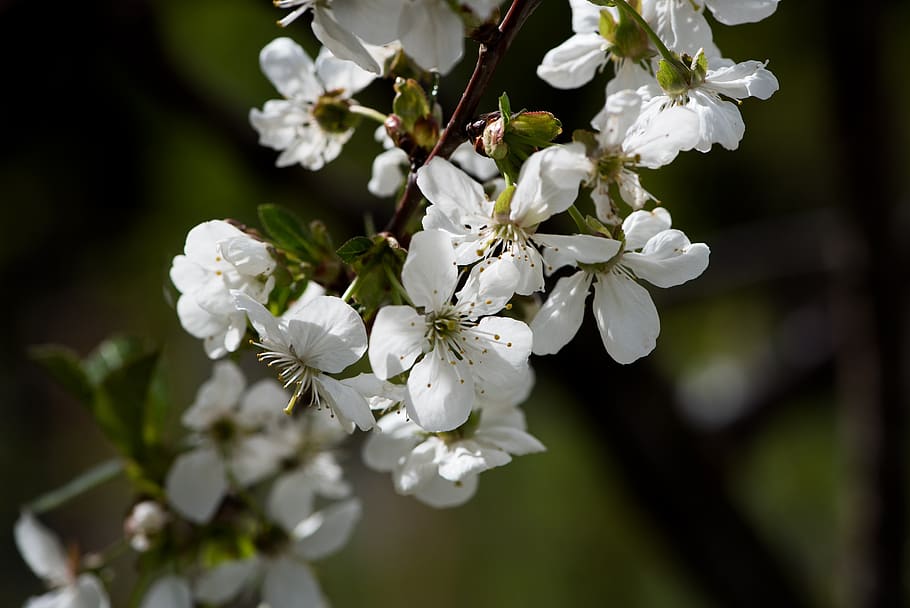 flowers, white, branch, spring, garden, vegetable garden, nature HD wallpaper