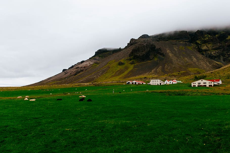 iceland, sheep, grass, sky, environment, mountain, landscape HD wallpaper