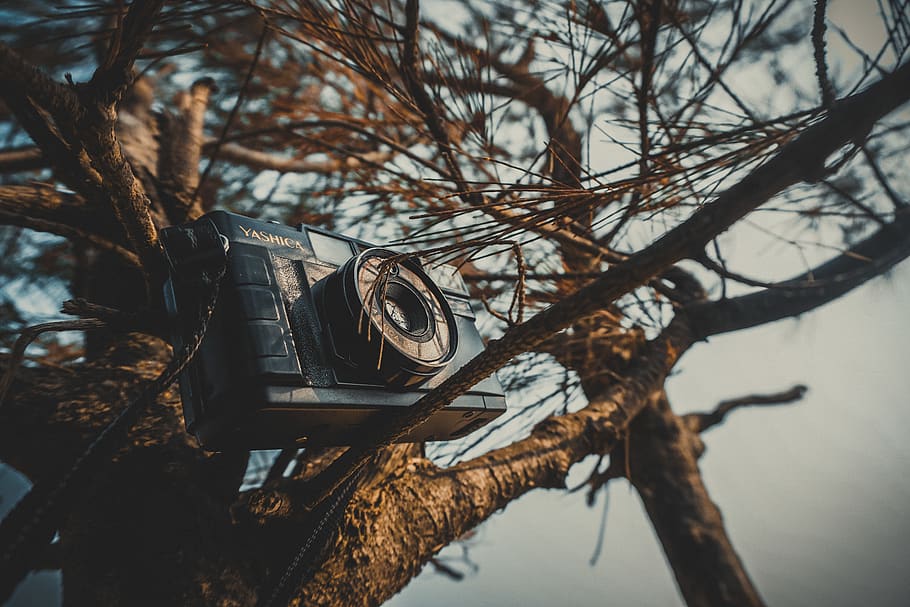 Black Mirroless Camera on Tree, branches, colors, daylight, daytime HD wallpaper
