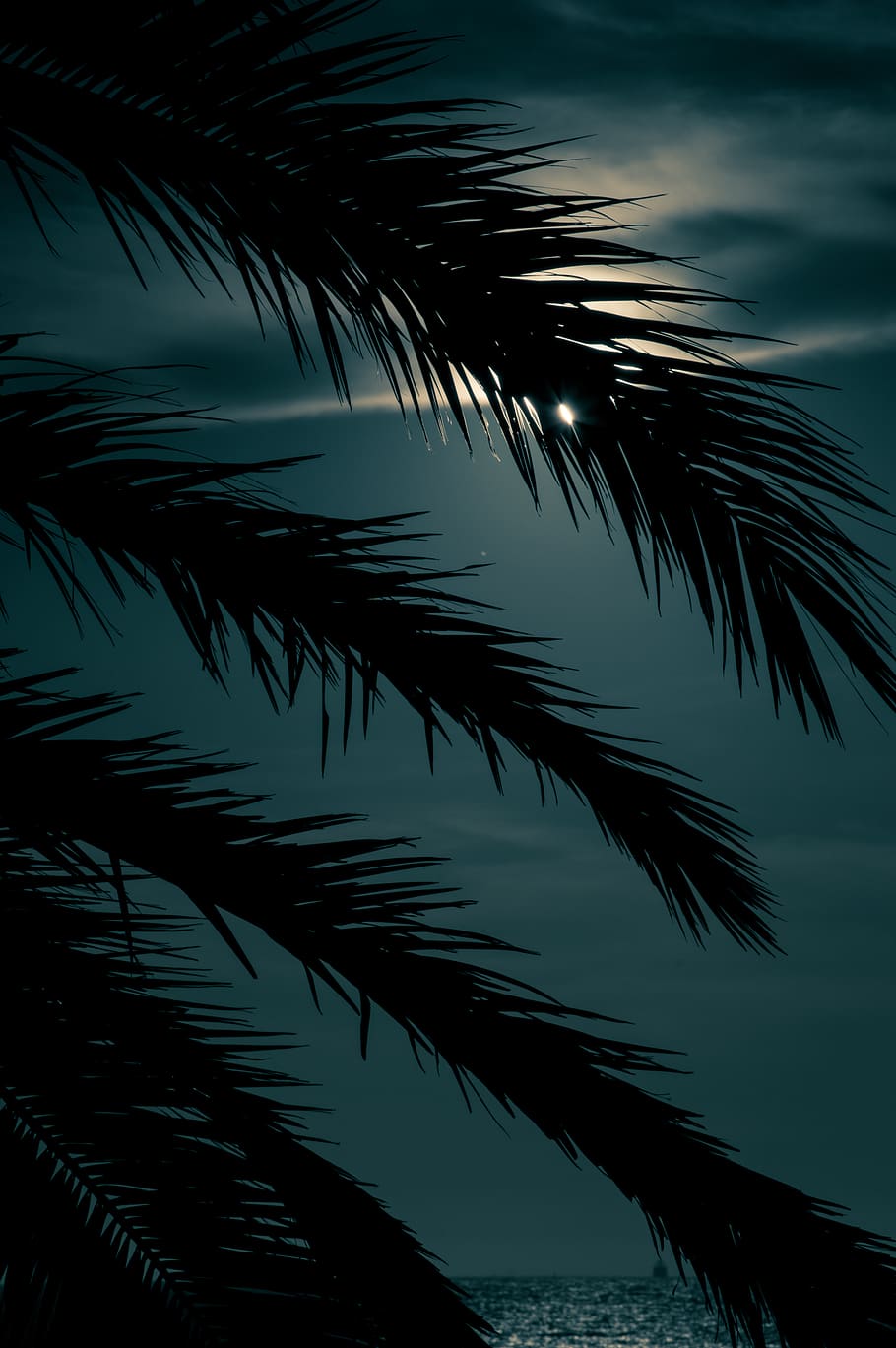 silhouette of palm tree at night time, arecaceae, flora, plant, HD wallpaper