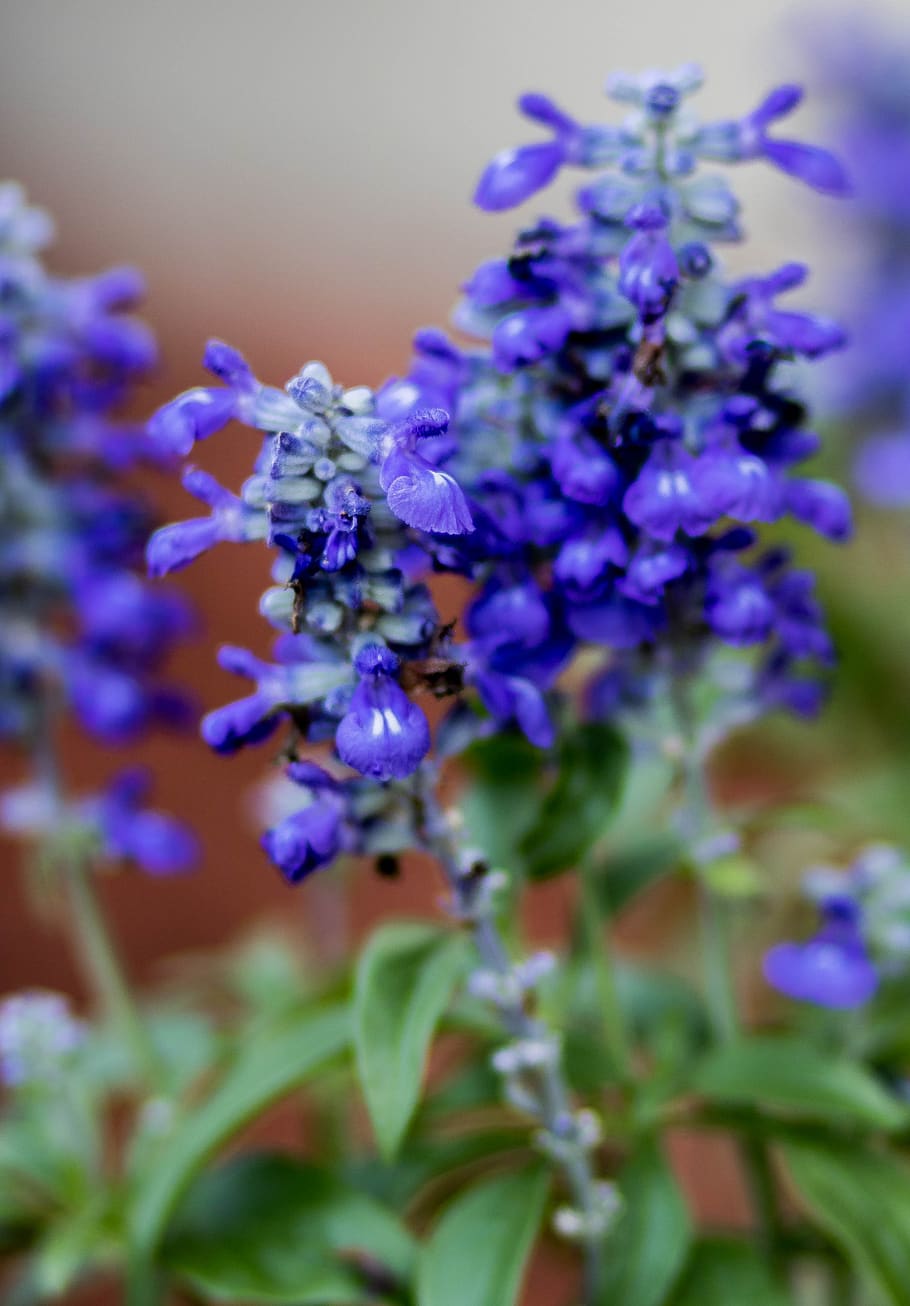 flower, lavender, nature, plant, purple, flowering plant, vulnerability HD wallpaper