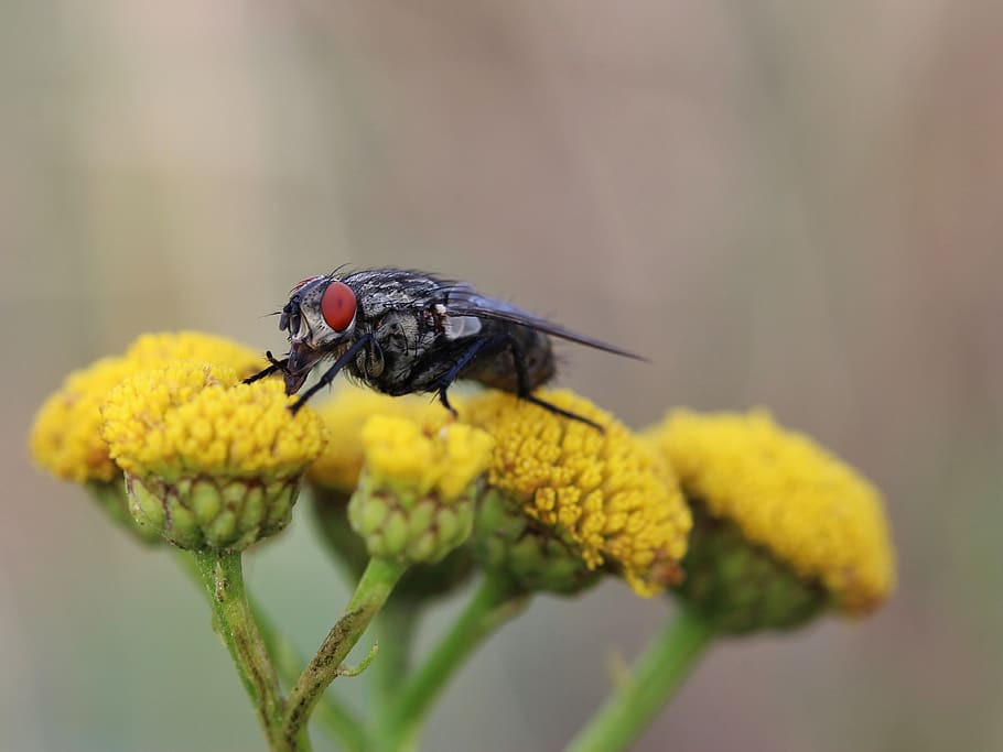 fly, close up, macro, eyes, compound eyes, flower, blossom, HD wallpaper