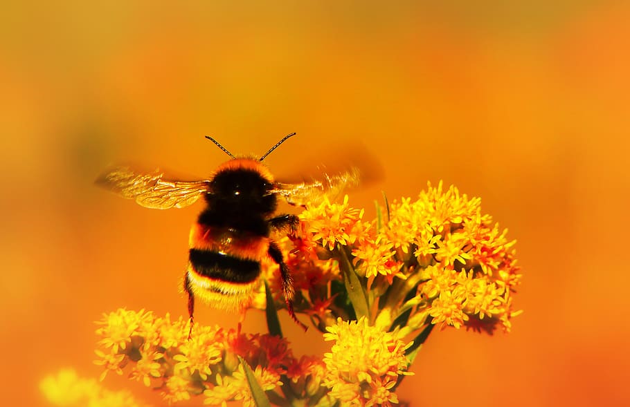 bee on flower, animal themes, one animal, flowering plant, animal wildlife HD wallpaper